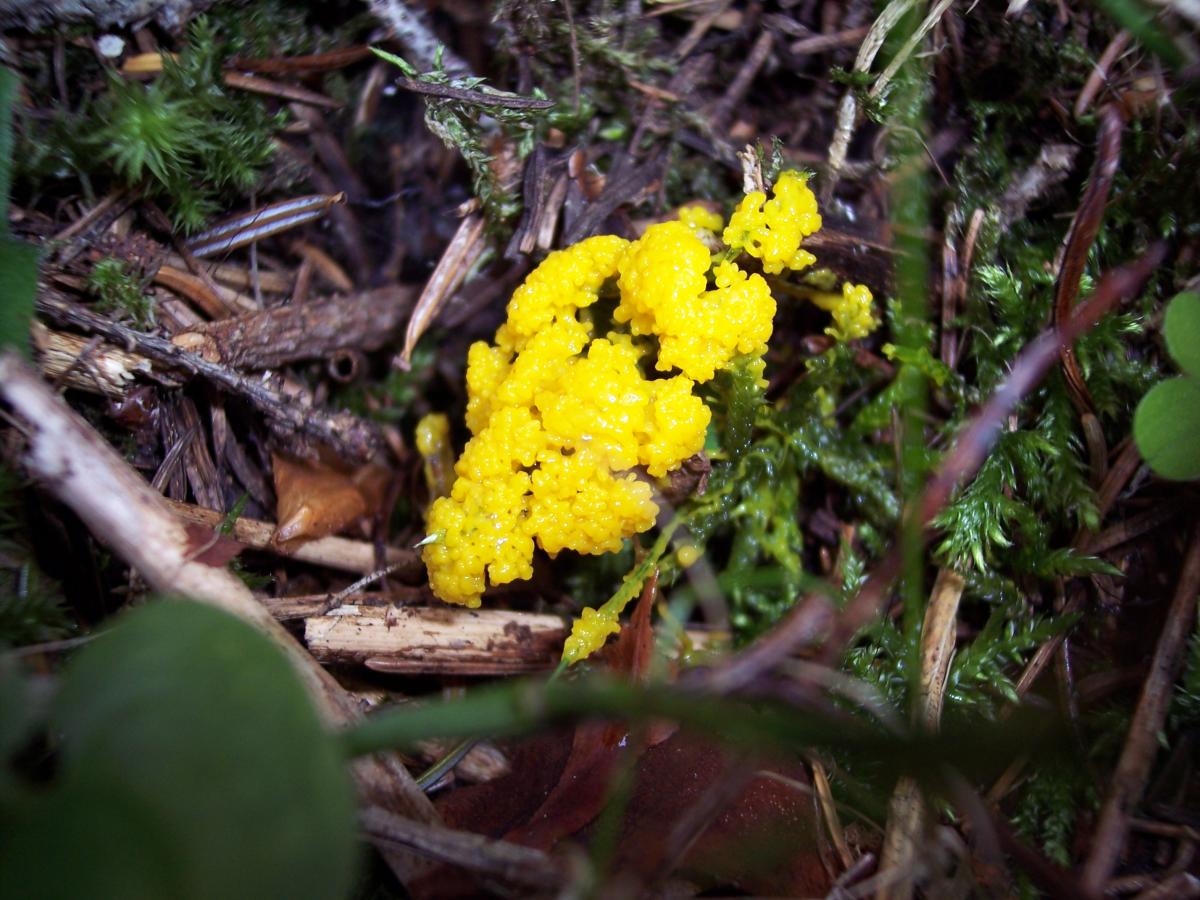 leocarpus fragilis